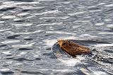 Swimming Muskrat_09375